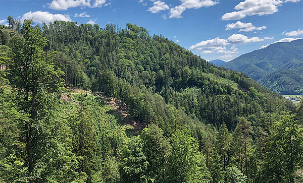 Jagd und Forst in der Steiermark