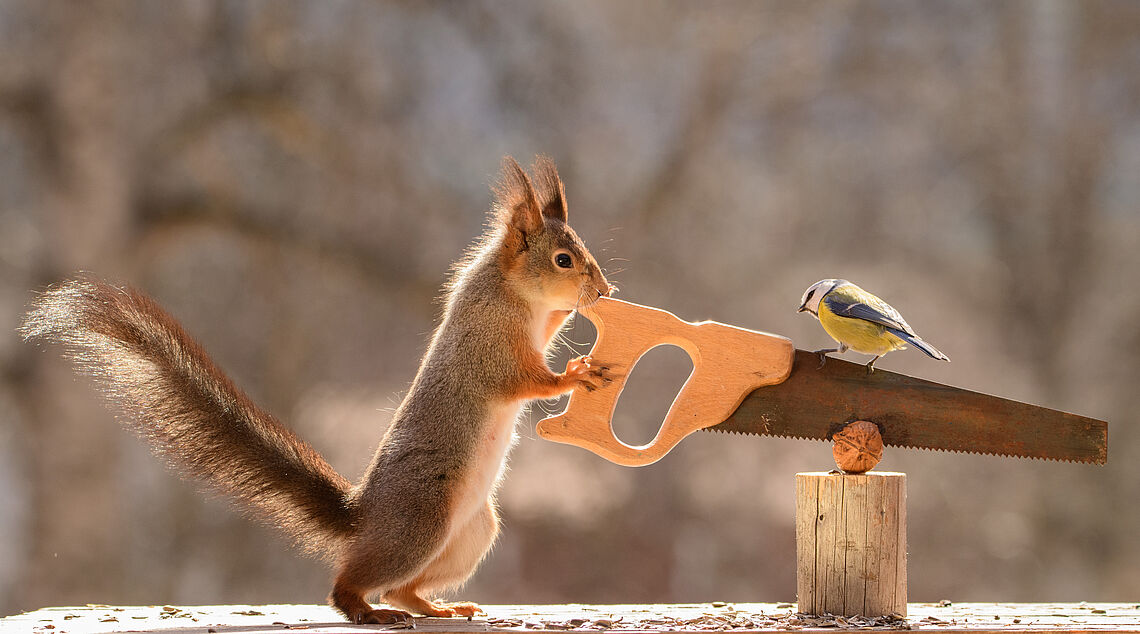 Eichhörnchen sägt eine Nuss
