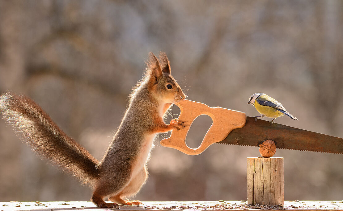 Eichhörnchen sägt an einer Nuss