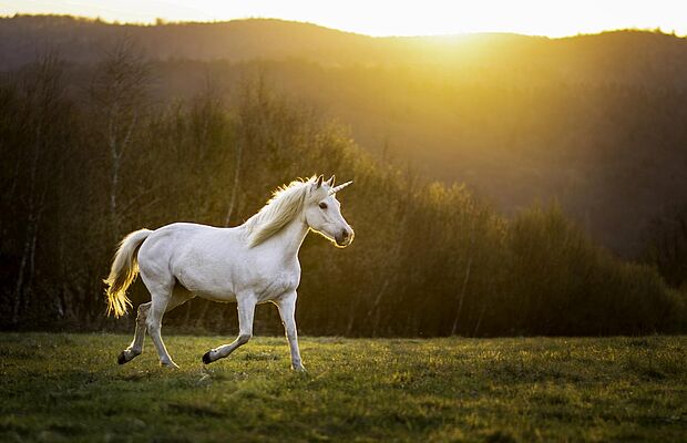 Weißes Einhorn, das über Wiese läuft