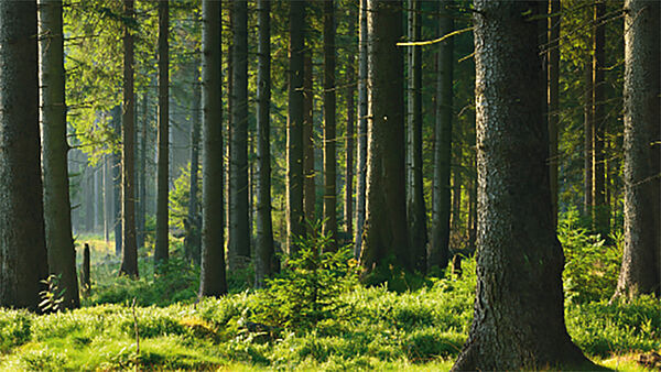 TEICHALM: 33 ha Forst / Waldbesitz