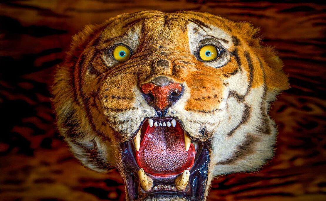 ausgestopfter Tigerkopf