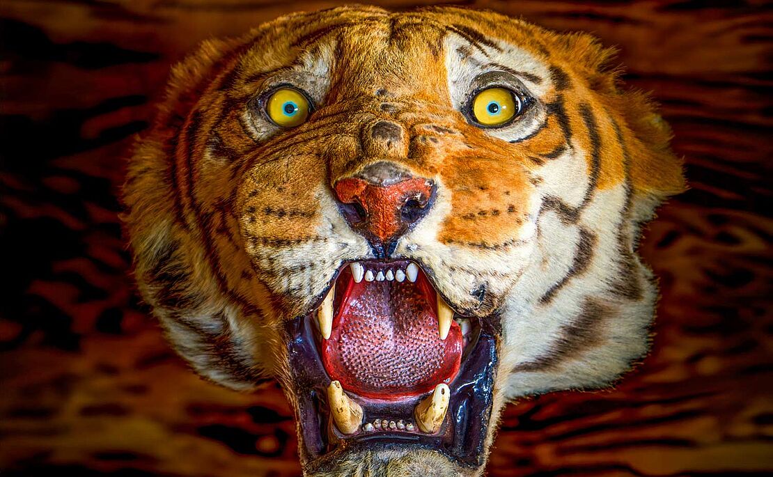 ausgestopfter Tigerkopf