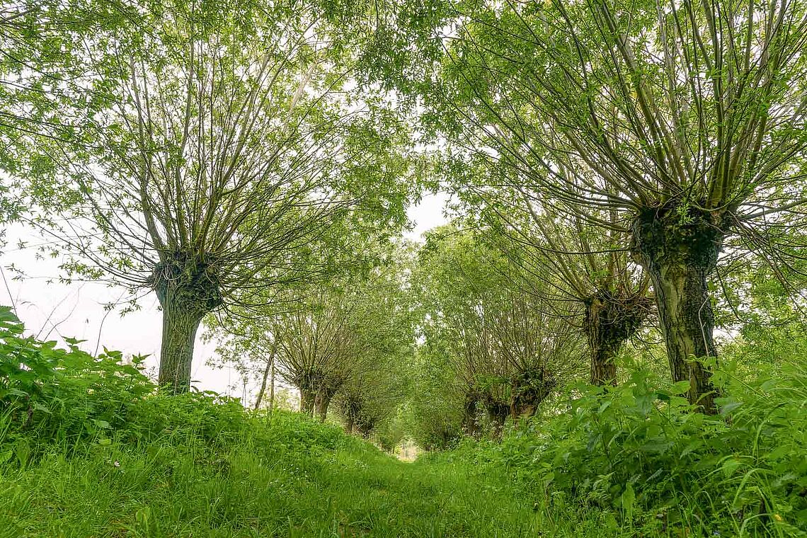 Bäume