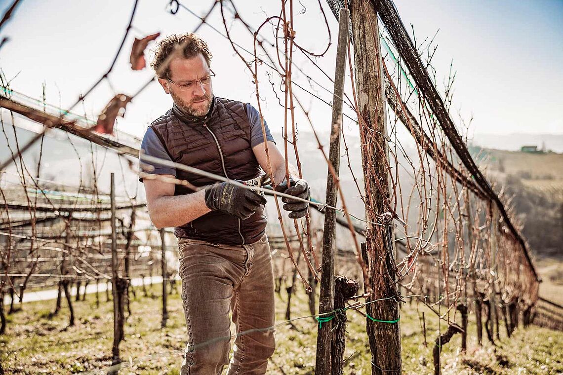 Südsteirische Wein-Impressionen