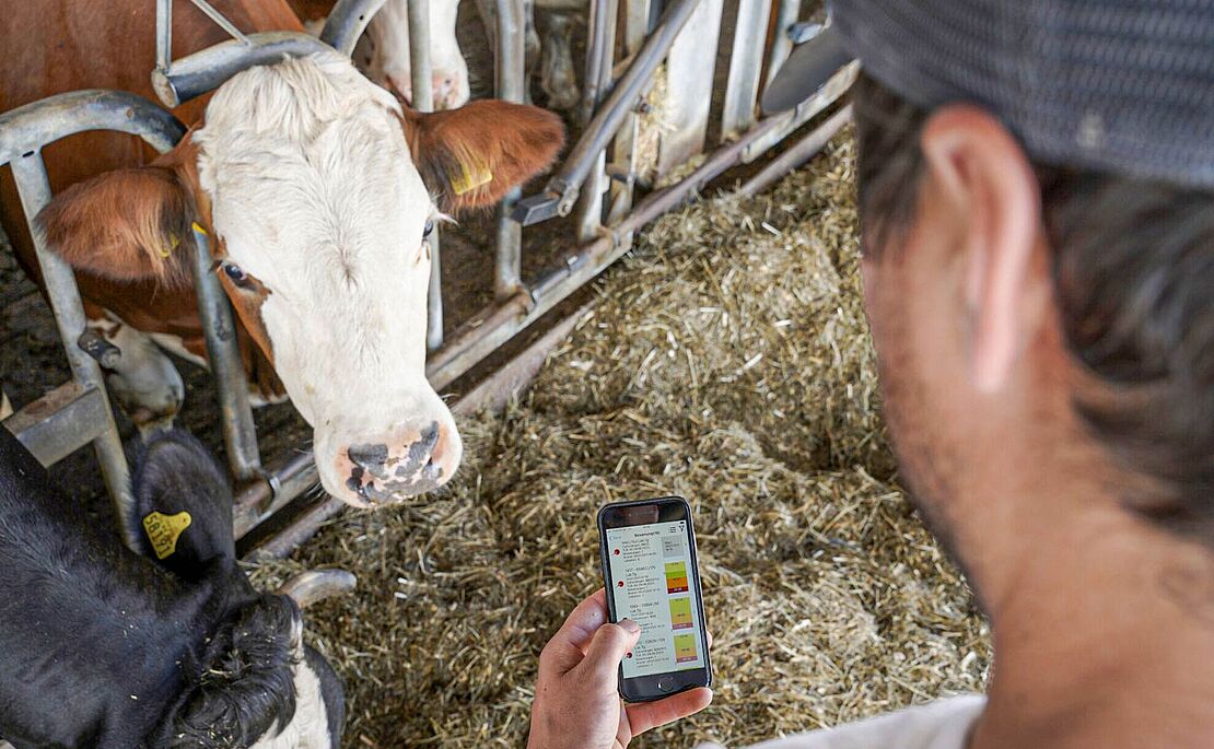 Kopf einer Kuh im Stall, davor ein Mann mit Handy