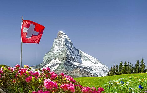 Almrausch und Wiese mit schweizer Flagge im Vordergrund, dahinter Bergspitze