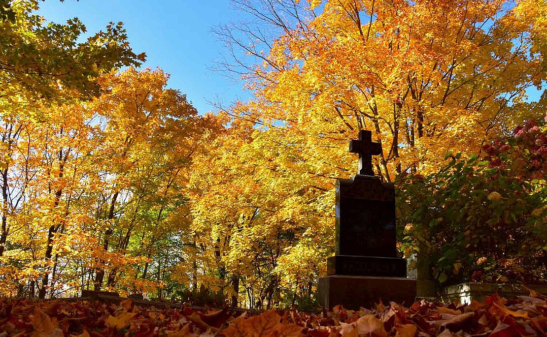 Gelber Herbstwald, blauer Himmel im Hintergrund, Grabstein im Vordergrund