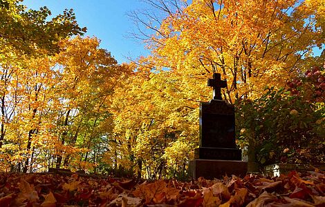 Gelber Herbstwald, blauer Himmel im Hintergrund, Grabstein im Vordergrund