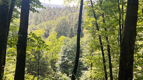 GRAZ-UMGEBUNG: 154 ha Eigenjagd