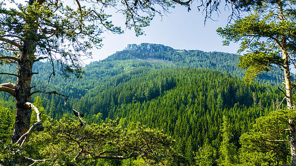 STEIERMARK: 700 ha Forst- & Jagdbesitz