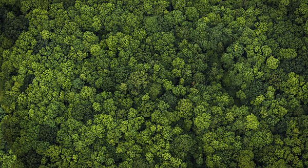 WALDVIERTEL-NÖ: 400 ha Forstbesitz