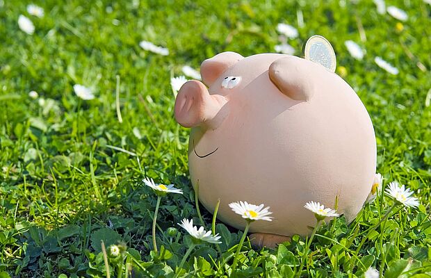 Sparschwein in einer Gänseblümchenwiese