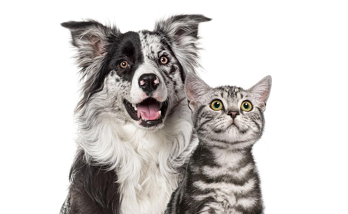 Schwarz-weißer Hirtenhund, rechts daneben einen graue Katze