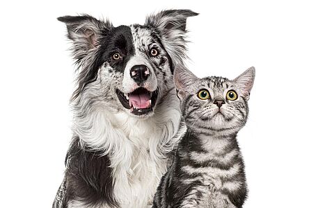 Schwarz-weißer Hirtenhund, rechts daneben einen graue Katze