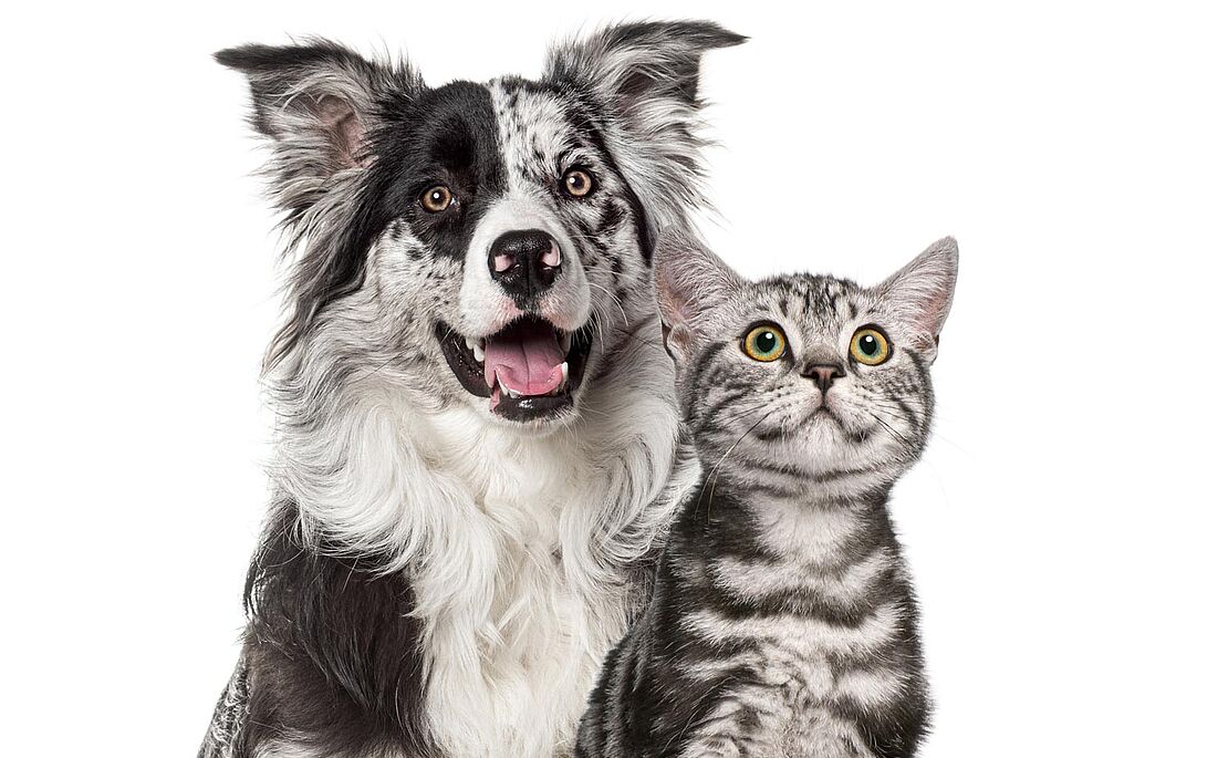 Schwarz-weißer Hirtenhund, rechts daneben einen graue Katze