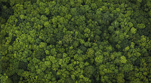 WALDVIERTEL-NÖ: 400 ha Forstbesitz