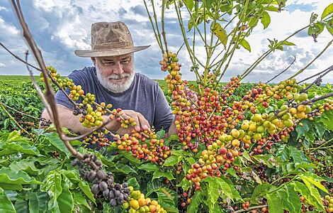 Mann erntet Kaffee