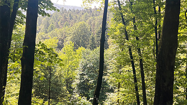 GRAZ-NORD: 148 ha Eigenjagd