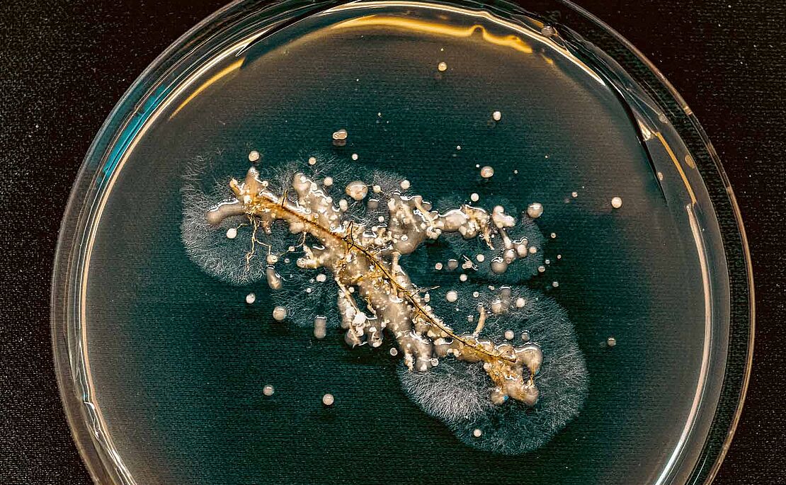 Pilzsporen in einer Petrischale