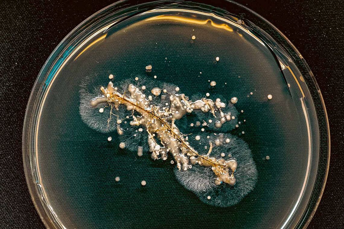 Sind „Schwammerl“ das neue Hightech?