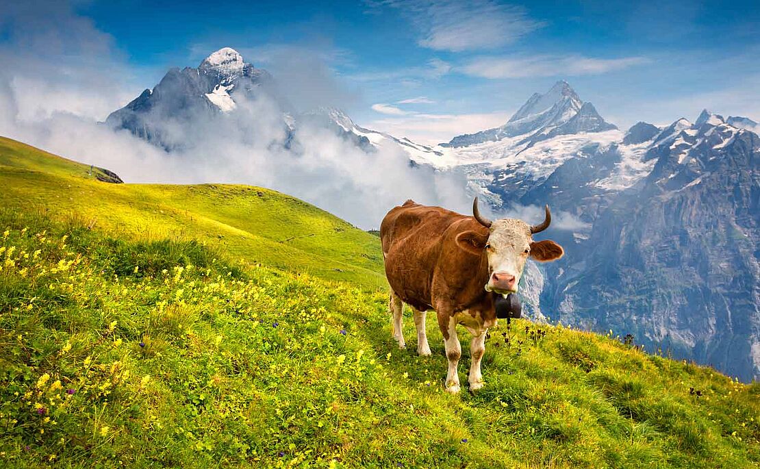 Kuh auf einer grünen Wiese, im Hintergrund schneebedeckte Berge