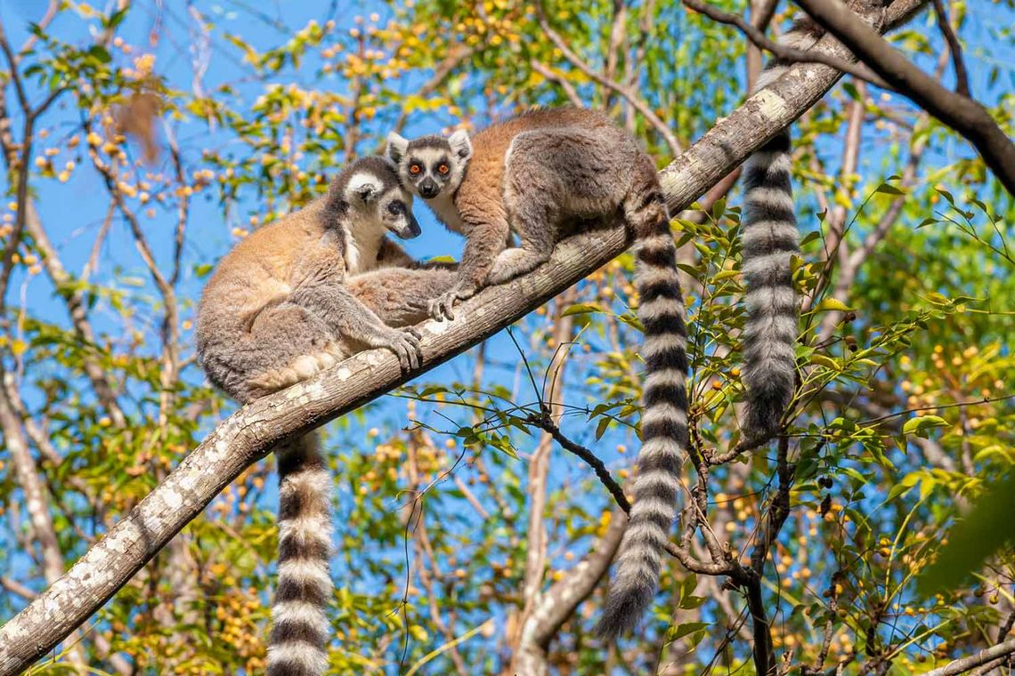Madagaskar: Land der Lemuren