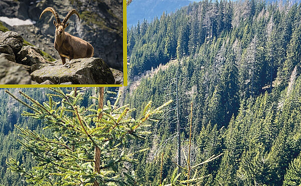 Forst- und Jagdgut in der Steiermark