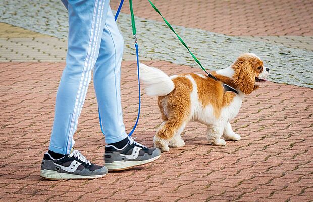 Mann mit angeleintem Hund