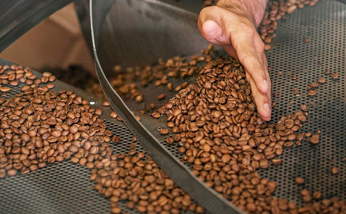 Kaffeebohnen, die von Hand gesiebt werden
