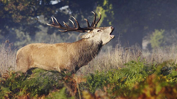 STEIERMARK: 300 ha edle Almjagd