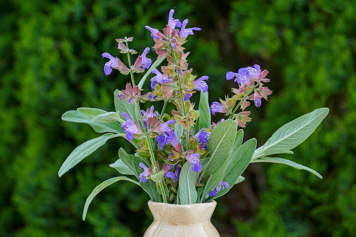 Pflanzen-Power für die Wechseljahre