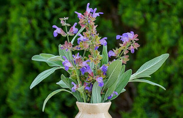 Strauß blühender Salbei in einer Vase