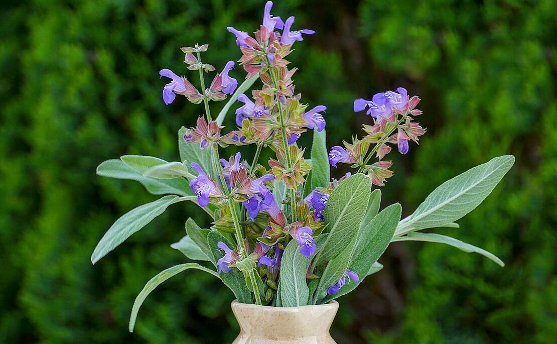 Strauß blühender Salbei in einer Vase