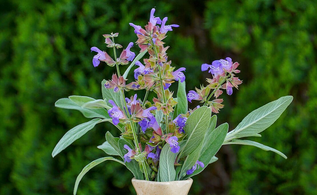 Strauß blühender Salbei in einer Vase