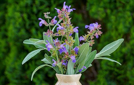 Strauß blühender Salbei in einer Vase