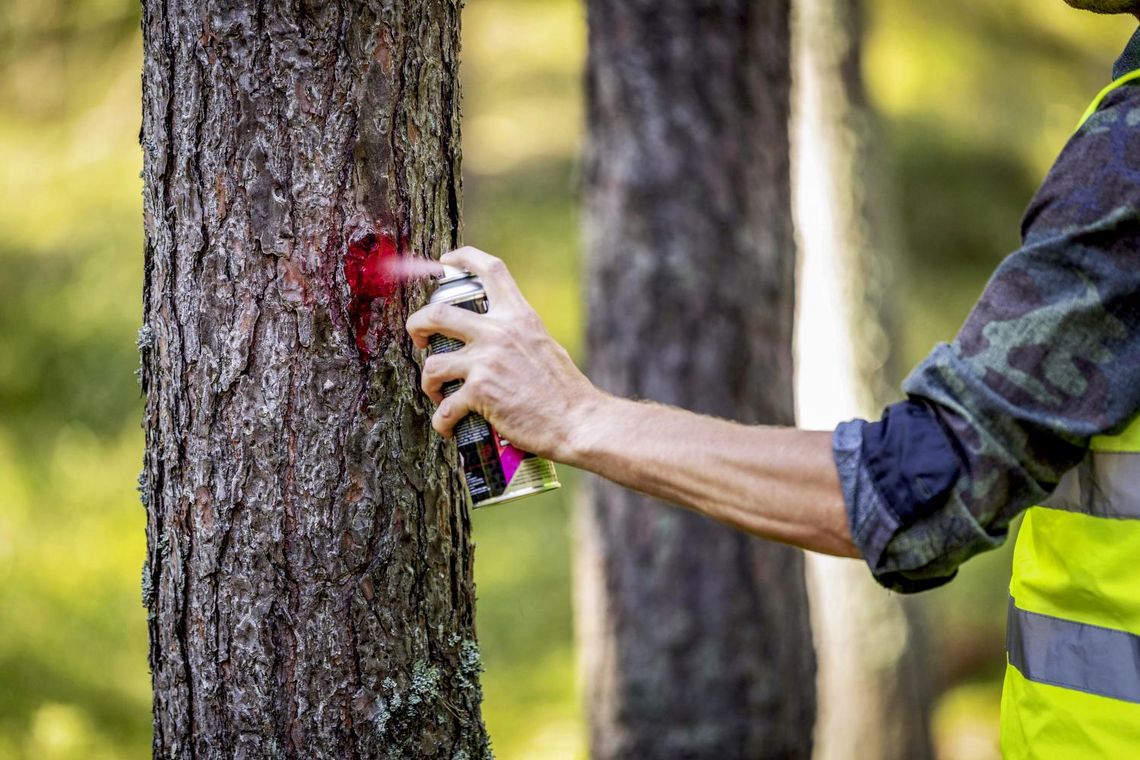 Mann beim markieren eines Baumes
