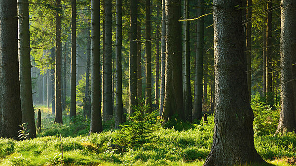 TEICHALM: 33 ha Forst / Waldbesitz