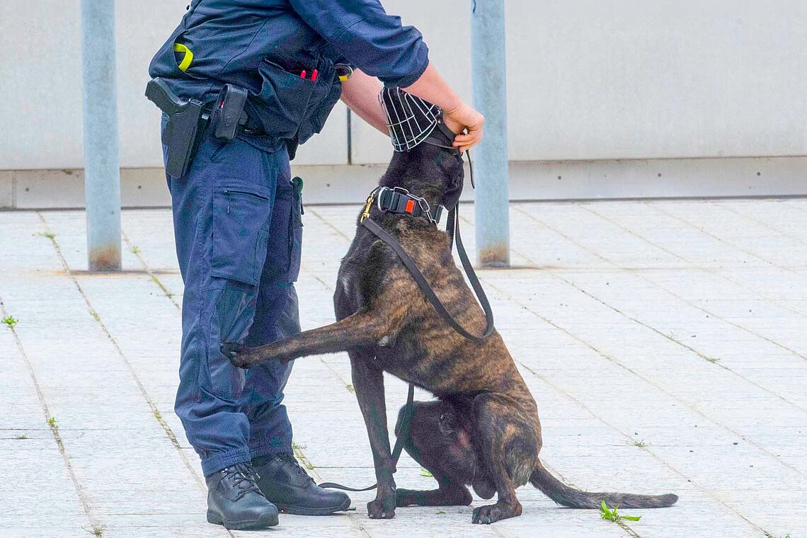 Sprengstoffhundeführer