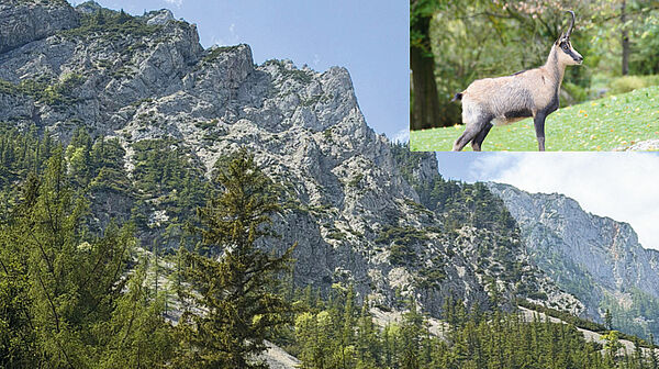 OBERSTEIERMARK: 300 ha edle Gebirgsjagd